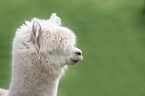 An alpaca is a domesticated species of South American camelid.