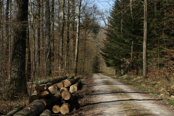 Forest with tall fir trees and forest road.