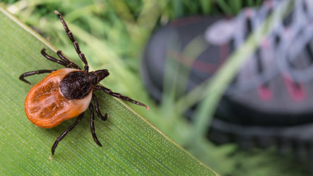 lurking deer tick and foot in hiking boot on green grass. ixodes ricinus or scapularis. danger in nature - animal leg imagens e fotografias de stock