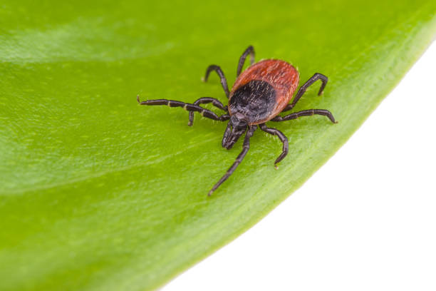 istock Deer tick on green leaf isolated on a white background. Ixodes ricinus or scapularis 1222652009
