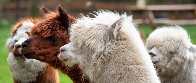 Four Alpacas, in panorama, a white alpaca in front of white and brown alpacas. Selective focus on the head of the white alpaca. photo of heads.