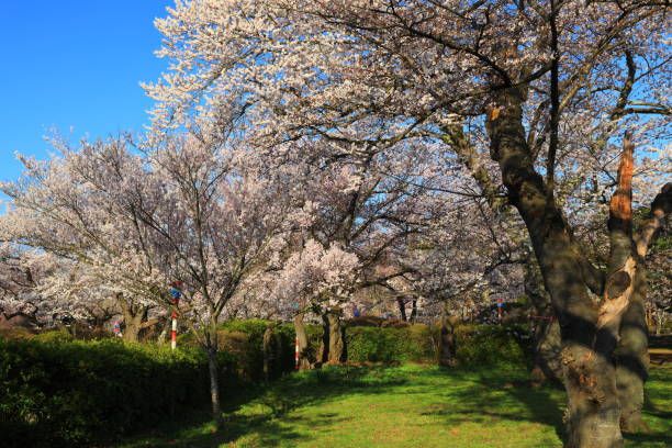 istock Cherry blossoms in full bloom and park 1222652247