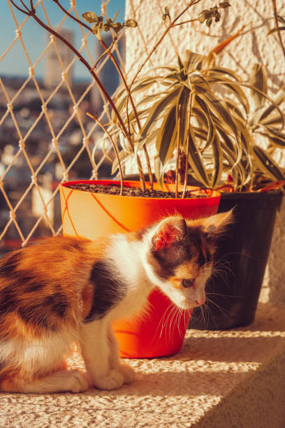 istock Puppy cat on flowered balcony apartment background 1222653645