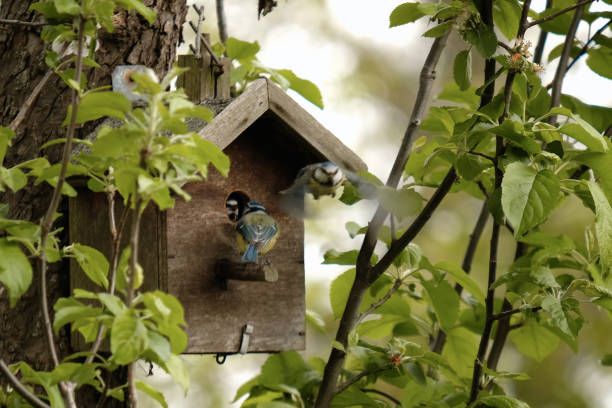 istock Three blue tits birds in a box bird in a apple tree 1222653714