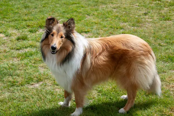 Beautifully well groomed rough coated black and sable female collie standing  on the lawn in the garden