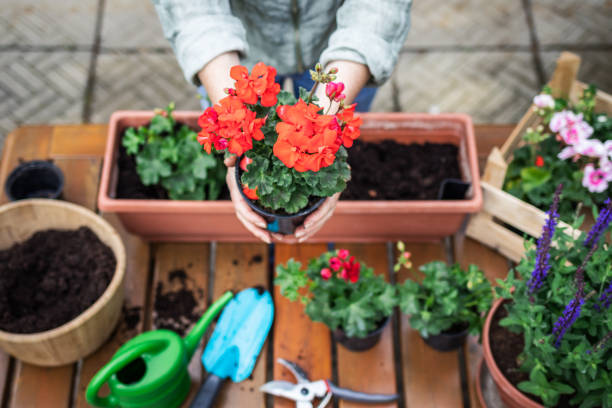 손에 빨간 제라늄 꽃을 들고 여자 - plant watering can human hand holding 뉴스 사진 이미지