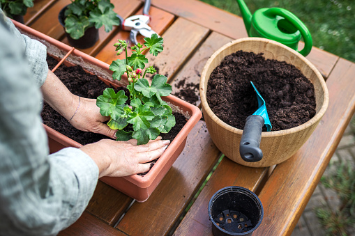 Woman gardening at springtime. Geranium seedling