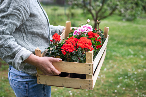 Florist holding wooden crate full of colorful geranium flowers
