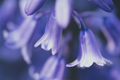 Close up of uncultivated blue bells in flower.  Belfast, Northern Ireland.  Selective focus.