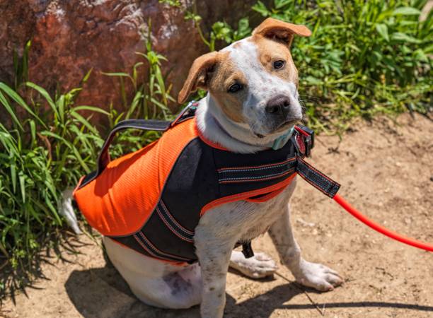 istock dog with life vest 1222655020