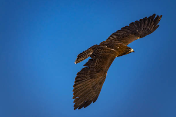 soaring free - harris hawk hawk bird of prey bird imagens e fotografias de stock