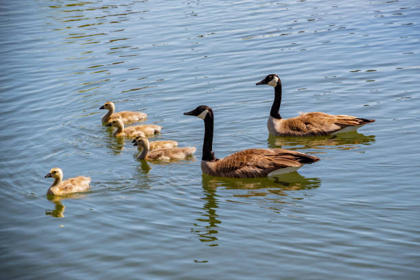 istock Canada Goose Family 1222655765
