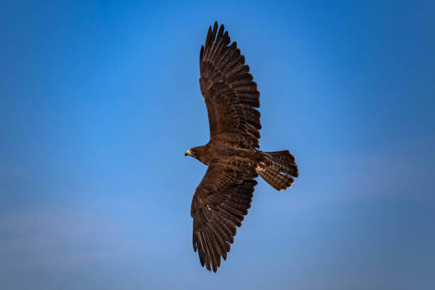 soaring high - harris hawk hawk bird of prey bird stock-fotos und bilder