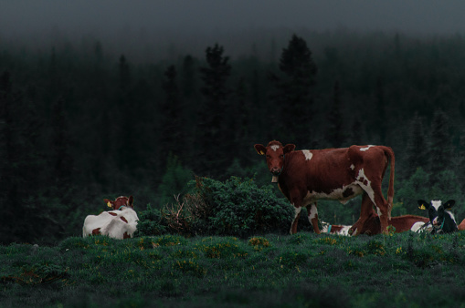 A cow grazing on top of the mountain of norway