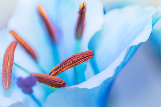 istock Lily Oriental - Blue and Orange color 1222656774