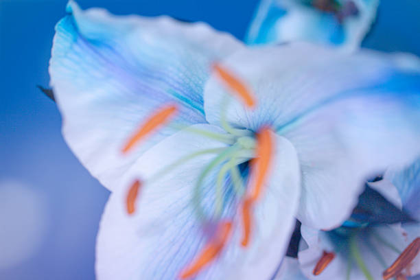 istock Lily Oriental - Blue and Orange color 1222656780