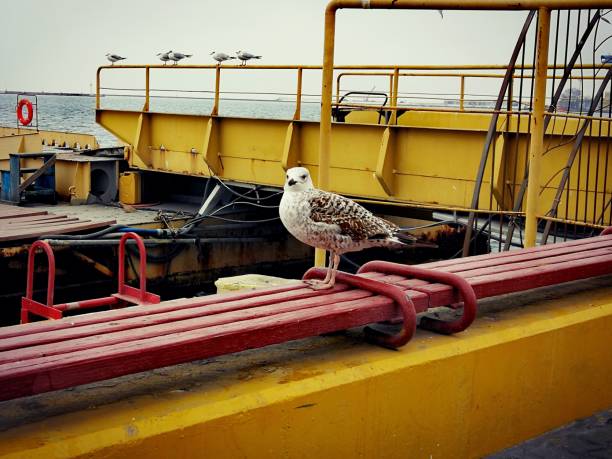 istock Seagull on a bench by the Black Sea 1222656818