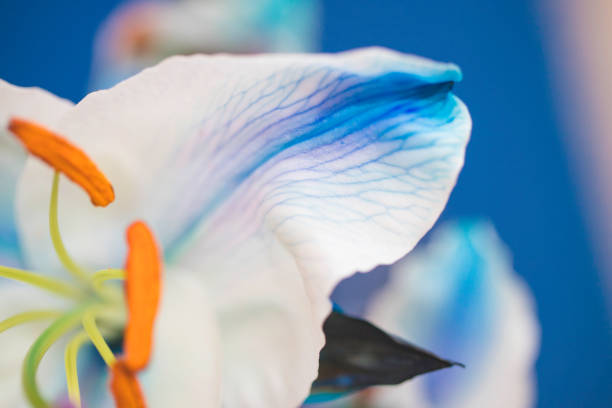 istock Lily Oriental - Blue and Orange color 1222657498