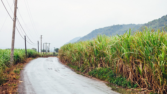 Road through sugarcane fields - Jamaica
