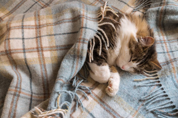 istock tabby cat resting wrapped up in a wool tartan blanket with fringe 1222657707