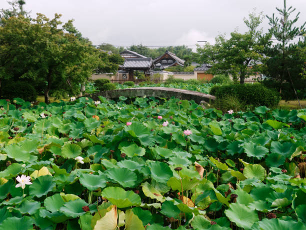 цветок лотоса цветет на пруду японского сада лотоса - lotus japan water lily vegetable garden стоковые фото и изображения