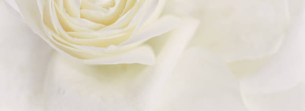 istock Soft focus, abstract floral background, white rose flower. Macro flowers backdrop for holiday brand design 1222659246