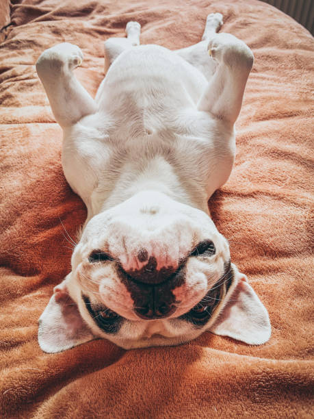 istock French Bulldog lying upside down on its back 1222659481