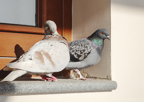 Two pigeons with injured paws are sitting on windowsill