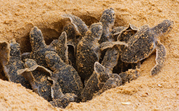 baby sea turtle hatching. One day old sea turtles in Hikkaduwa in the turtle farm.,Sri Lanka . Loggerhead baby sea turtle baby sea turtle hatching. One day old sea turtles in Hikkaduwa in the turtle farm.,Sri Lanka . Loggerhead baby sea turtle green turtle stock pictures, royalty-free photos & images