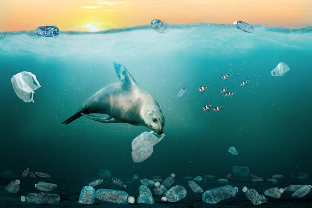 海でビニール袋を食べるアシカ。環境汚染問題の概念 - sea lion ストックフォトと画像