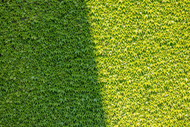 In spring, we took pictures of green Ivy leaves that bloom beautifully and vividly on the wall.