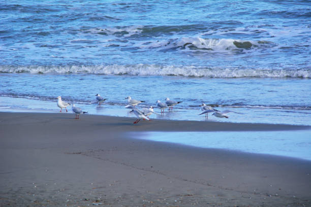 istock Several seagulls on the beach on a summer day 1222664792