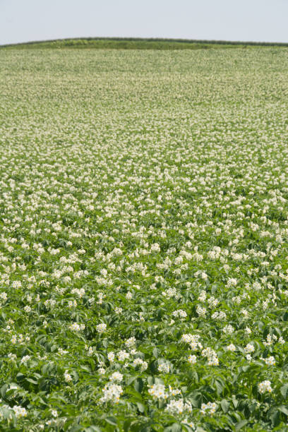 istock Potato field with white flowers 1222667335