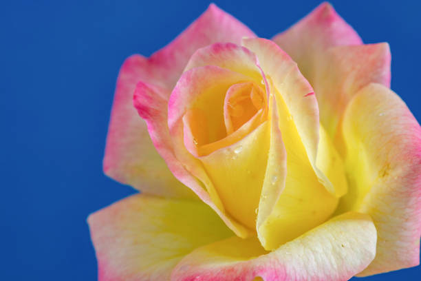 Rose  flower  yellow.  Floral background.  Close-up. Nature.