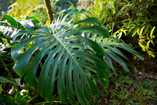 Beautiful large Swiss cheese plant or monstera deliciosa growing wild in natural tropical forest on the island of Hawaii. The plant is surrounded by leaves and tall trees as the sun shines warmly down on them.