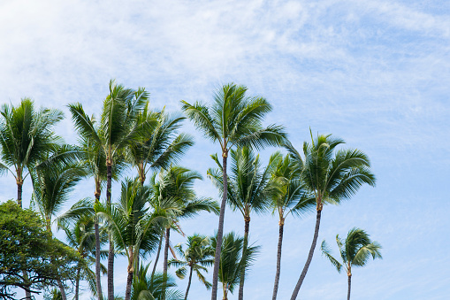 Beautiful blue cloudy sky with Hawaiian tropical palm trees growing together in the foreground on the island of Hawaii.
