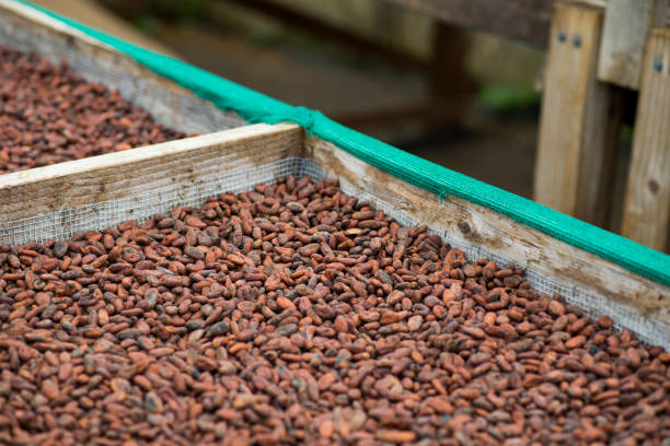 istock Cacau Seeds on Trays 1222668154