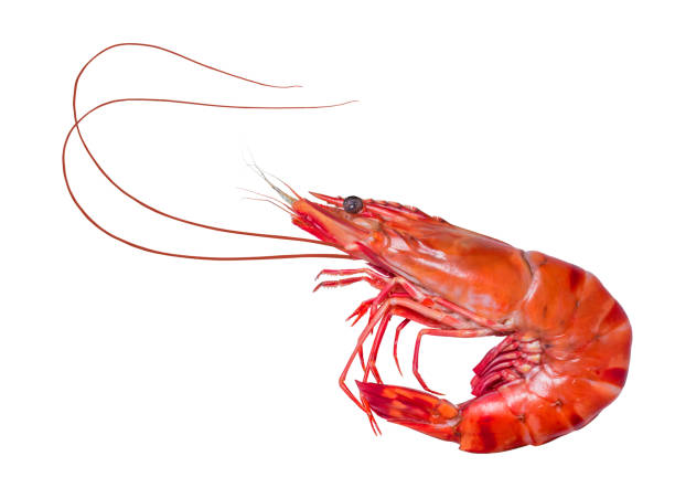 istock shrimps on a white background,Cooked shrimps isolated on white background,white Prawns isolated on a White Background. 1222669524