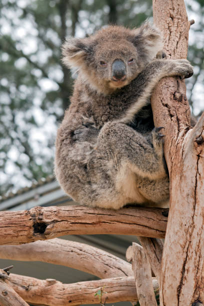 istock the koala was rescued from the bush fire 1222669592