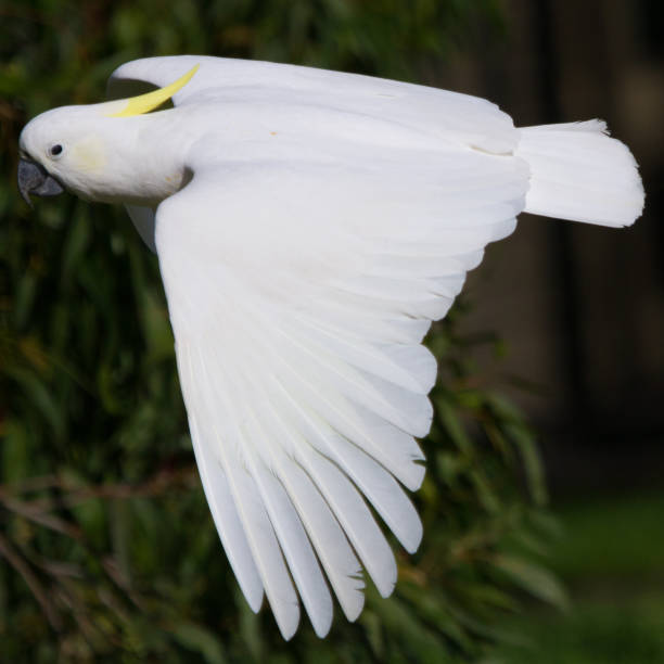 istock Cockatoo in Mid Air 1222669875