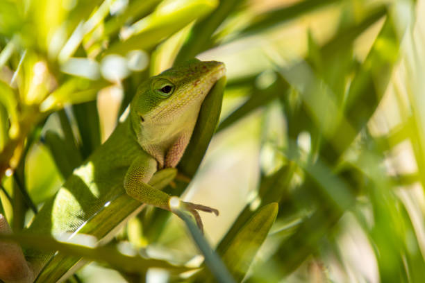 istock Green Anole Lizard resting in bushes, selective focus 1222671161