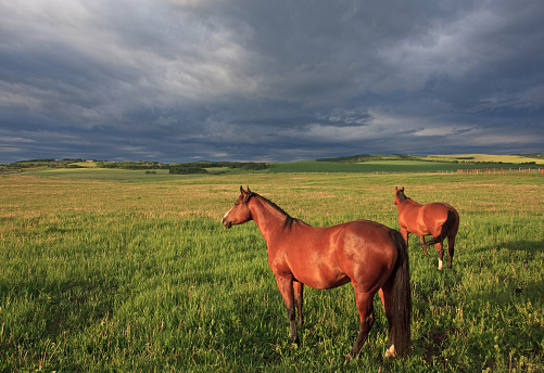 horizontal photograph of an adult brown horse in a field with a hilly background of trees on a cloudy and rainy day. idyllic scene of animals in nature. copy space