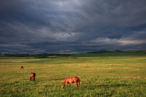 Three horses grazing on the plains with dramatic storm clouds in the distance. Image taken in the beautiful rolling ranchland of southern Alberta, Canada.