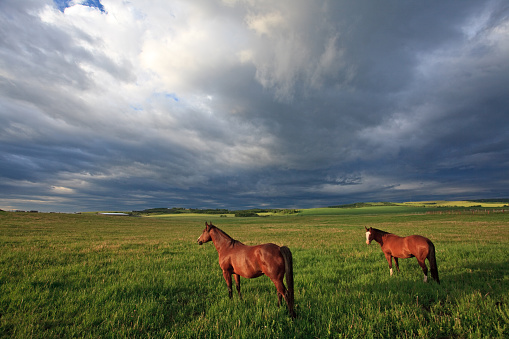 Two horses grazing on the plains with dramatic storm clouds in the distance. Image taken in the beautiful rolling ranchland of southern Alberta, Canada.