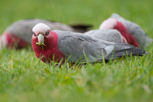 Close up image of galah showing the distinctive pink and grey coloring. Photo taken in Melbourne, Australia.