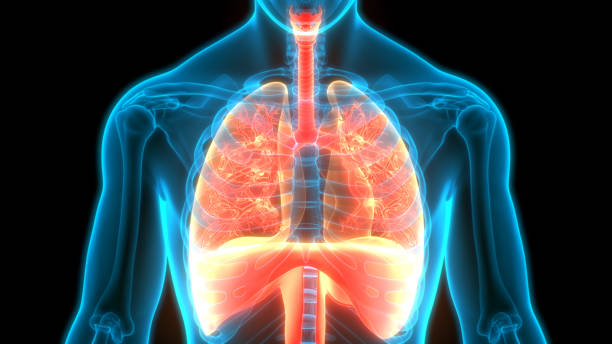 istock Human Respiratory System Lungs with Diaphragm Anatomy 1222673861