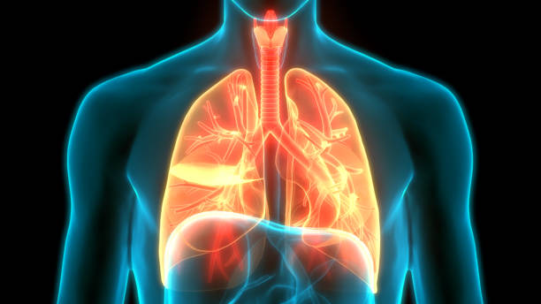 istock Human Respiratory System Lungs Anatomy 1222673892