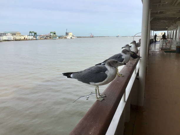 istock Black tailed Gull on the Sado Kisen ferry 1222674012