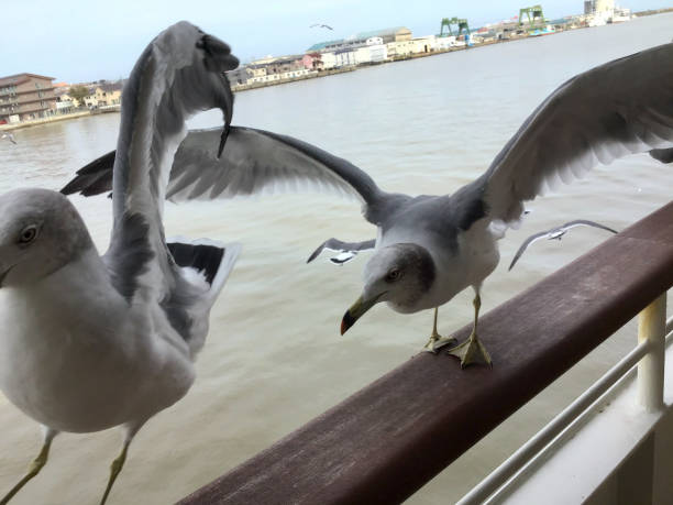 istock Black tailed Gull on the Sado Kisen ferry 1222674027