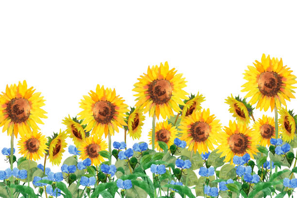 ilustrações, clipart, desenhos animados e ícones de girassol e flor do dia - dewy sunflower